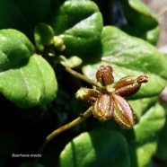Boerhavia erecta( fruits ) .nyctaginaceae.sténonaturalisé.potentiellement envahissant..jpeg